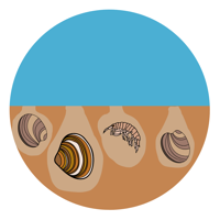 Sediment