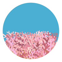 Maerl