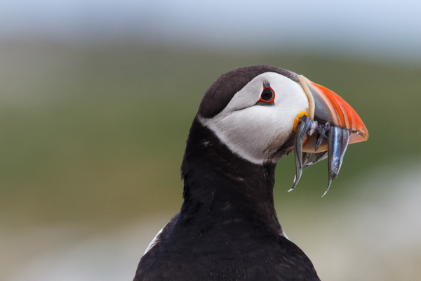 puffin with fish in mouth ©Graeme Duncan