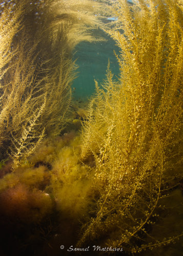 Shallow water reef ©Sam Matthews